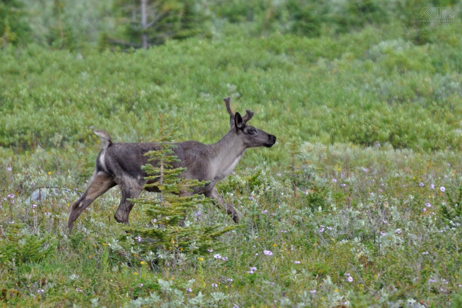 Jasper NP - Tonquin Valley - Caribou  Stefan Cruysberghs